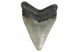 Fossil Megalodon Tooth - North Carolina #379143-1